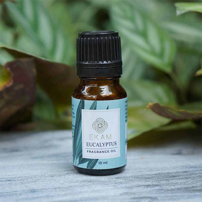 Eucalyptus Fragrance Oil, 10 ml