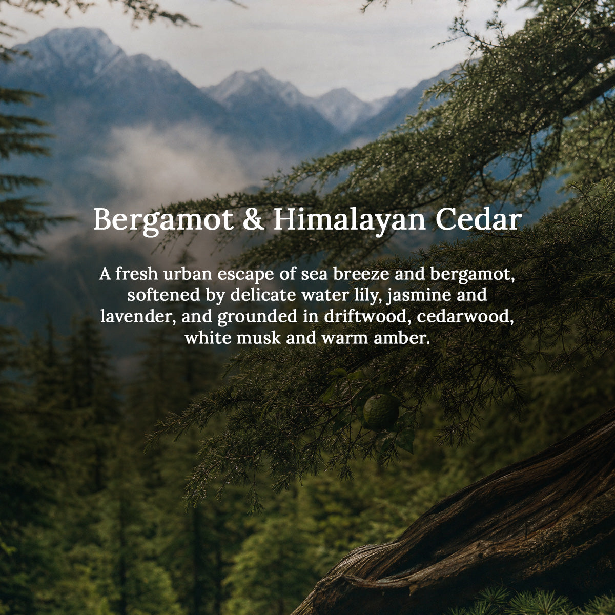 BERGAMOT &amp; HIMALAYAN CEDAR REED DIFFUSER