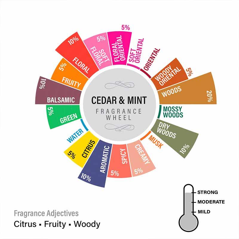 Fragrance Wheel Meaning Of Scent Cedar Mint Hexa Jar Scented Candle